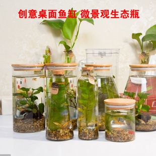 创意鱼缸的家居搭配：创意鱼缸家居搭配建议小米鱼缸兼具智能控制与高颜值设计 水族杂谈 第5张