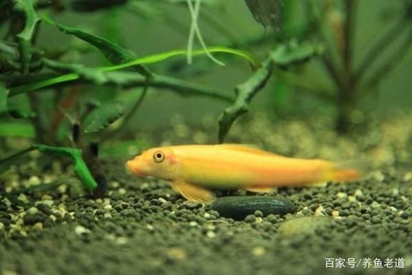 工具鱼对龙鱼生态的影响：工具鱼对龙鱼生态产生负面影响 水族杂谈 第5张