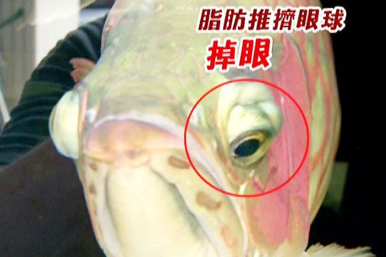 工具鱼对龙鱼生态的影响：工具鱼对龙鱼生态产生负面影响 水族杂谈 第2张