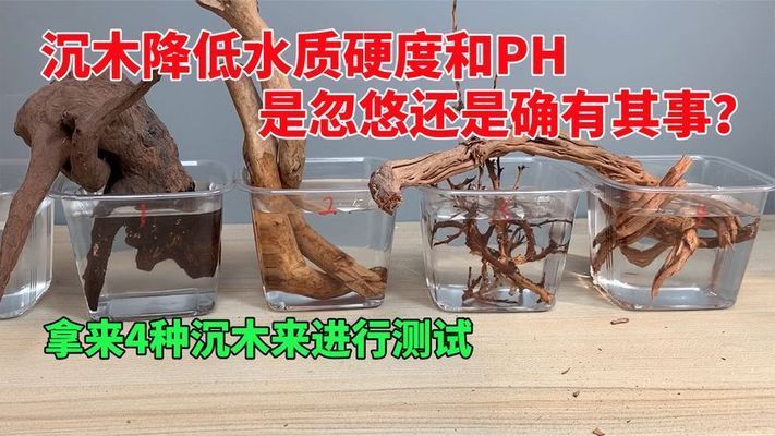 沉木对水质调节的具体机制：沉木在水族箱中扮演着至关重要的角色，对水质调节具有影响 水族杂谈 第1张