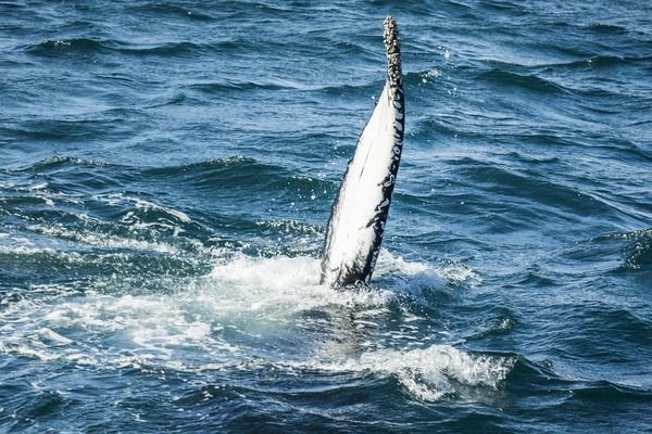 钢化玻璃鱼缸的安全性能：如何检测鱼缸玻璃是否钢化 水族杂谈 第4张