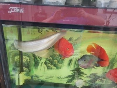 高端鱼缸材质对比分析：高端鱼缸品牌推荐, 水族杂谈 第2张