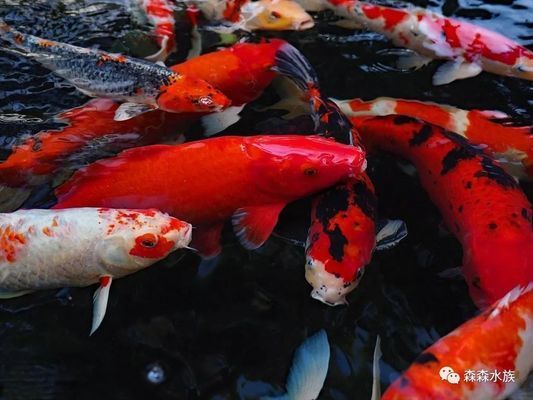 龙鱼吃鸡心吗：龙鱼吃鸡心的问题并没有确切的答案 水族问答