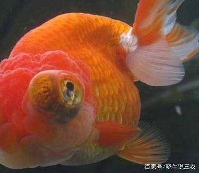 不同颜色金鱼的风水寓意：不同颜色的金鱼在风水学中的应用 水族杂谈 第5张