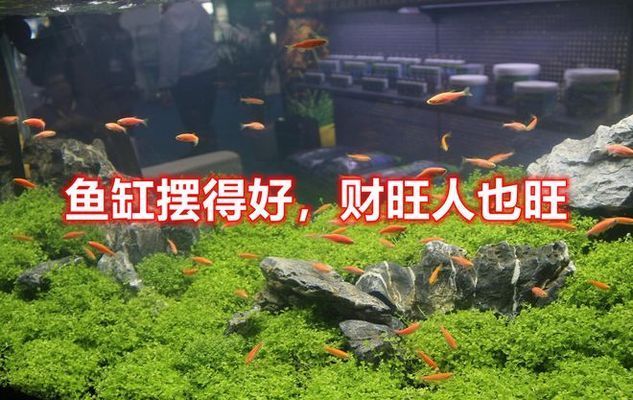 餐桌对面放鱼缸招财效果如何：鱼缸摆放在餐桌对面风水讲究鱼缸养什么鱼最招财 水族杂谈 第5张