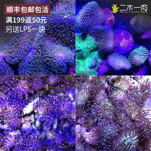 LPS珊瑚日常喂食指南：lps珊瑚日常喂食指南 水族杂谈 第5张