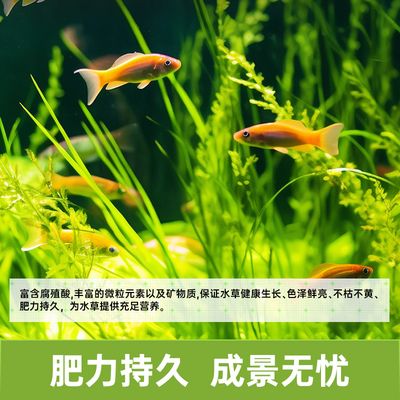 BESSN贝森鱼缸促销信息：2024年bessn贝森鱼缸促销情况 水族杂谈 第3张