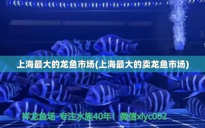 松江哪里卖龙鱼：上海市松江区佘山镇佳华观赏鱼养殖经营部松江观赏鱼养殖服务 全国龙鱼店铺 第4张