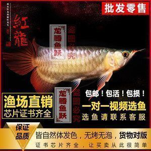 汉沽哪里卖龙鱼：天津市汉沽区双鱼畔水族精品店 全国龙鱼店铺 第5张