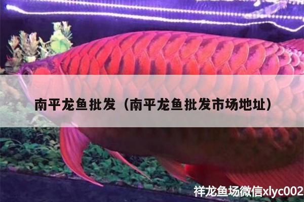 瑶海哪里卖龙鱼：为你找到瑶海可能售卖龙鱼的地方 全国龙鱼店铺 第5张