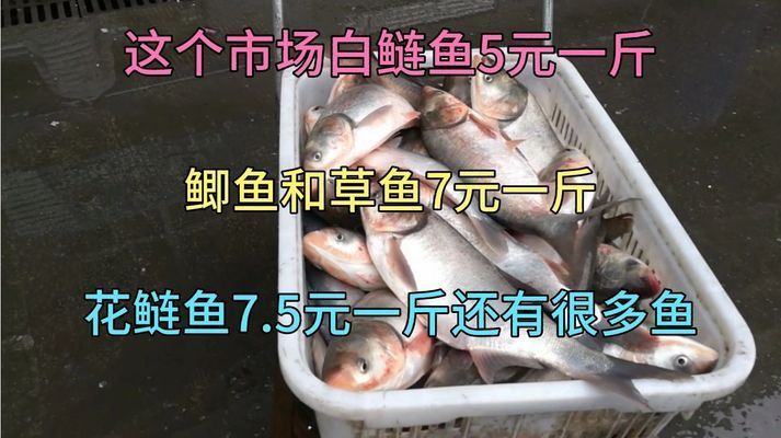 沙坪坝哪里卖龙鱼：为你找到沙坪坝售卖龙鱼的地点：沙坪坝龙鱼养殖技巧 全国龙鱼店铺 第5张