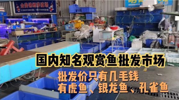 祥龙鱼场品牌产品介绍图片大全集：关于祥龙鱼场的购买问题 水族问答