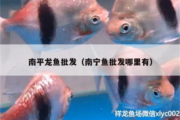 云霄哪里卖龙鱼：云霄县可能售卖龙鱼的推荐地点 全国龙鱼店铺 第1张