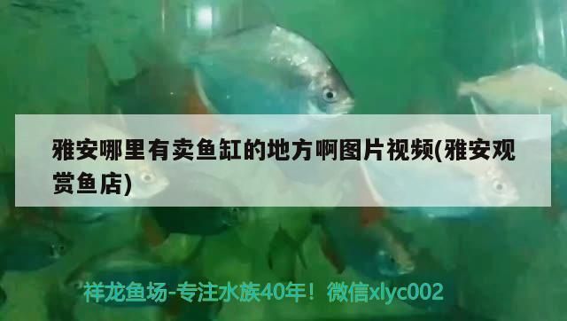 漳州哪里卖龙鱼：漳州市区龙鱼批发市场、宠物店及线上渠道推荐 全国龙鱼店铺 第5张