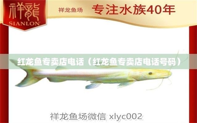 汕尾哪里卖龙鱼：汕尾水族批发市场 全国龙鱼店铺 第1张