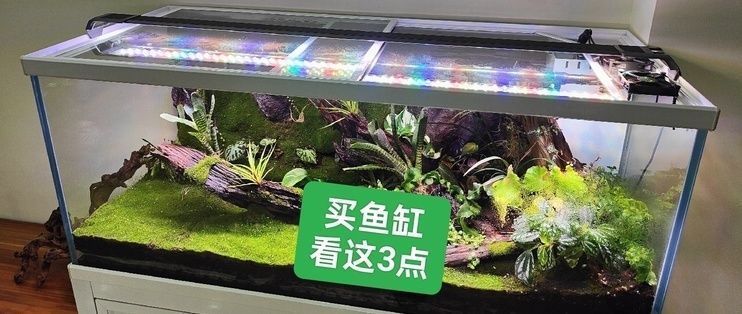 秦皇岛哪里卖龙鱼：秦皇岛龙鱼市场 全国龙鱼店铺 第1张