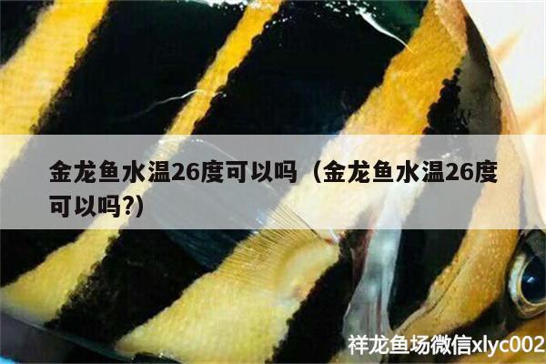 金龙鱼水温26度可以吗（金龙鱼水温26度可以吗?） 白子银版鱼苗