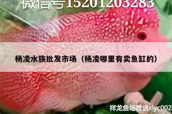 杨凌水族批发市场（杨凌哪里有卖鱼缸的）