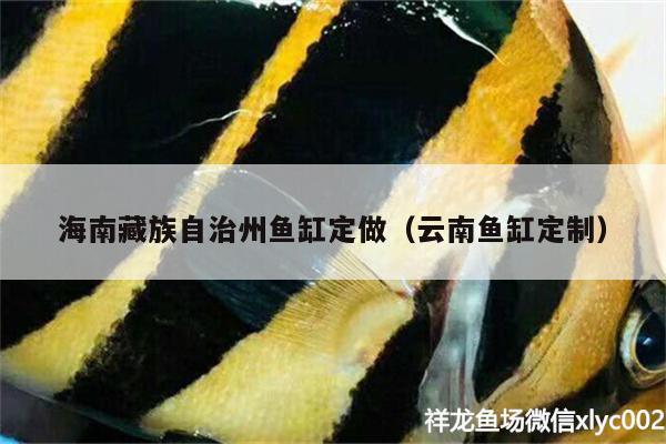 海南藏族自治州鱼缸定做（云南鱼缸定制） 蓝底过背金龙鱼