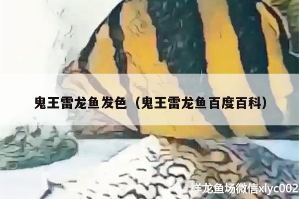 鬼王雷龙鱼发色（鬼王雷龙鱼百度百科）