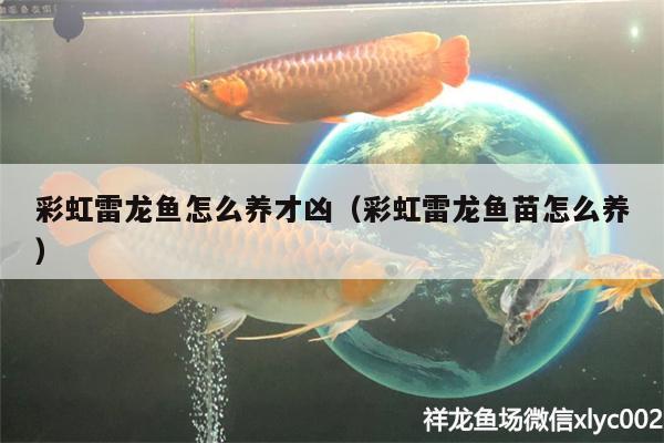 彩虹雷龙鱼怎么养才凶（彩虹雷龙鱼苗怎么养） 水族品牌