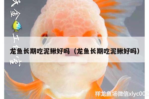 龙鱼长期吃泥鳅好吗（龙鱼长期吃泥鳅好吗）