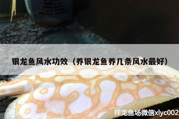 银龙鱼风水功效（养银龙鱼养几条风水最好） 鱼缸风水