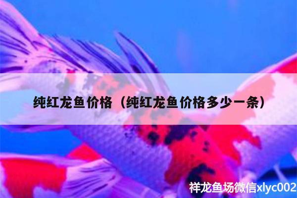 纯红龙鱼价格（纯红龙鱼价格多少一条） 鱼缸/水族箱