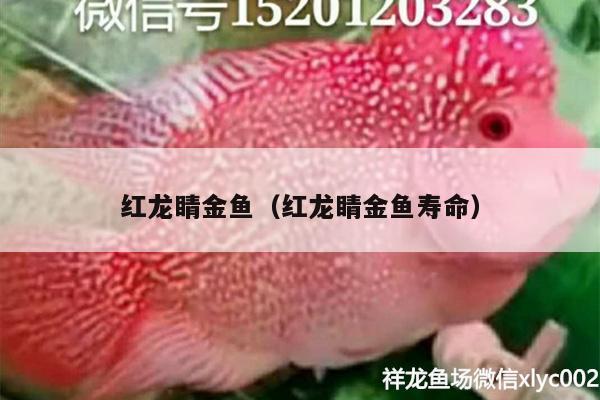 红龙睛金鱼（红龙睛金鱼寿命） 狗仔（招财猫)鱼苗