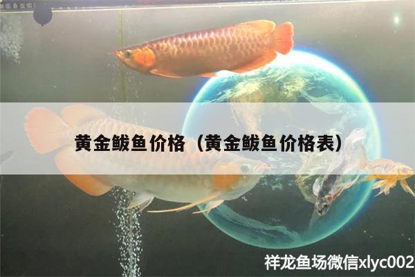 黄金鲅鱼价格（黄金鲅鱼价格表） 斑马鸭嘴鱼