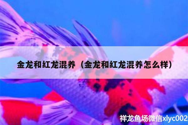 金龙和红龙混养（金龙和红龙混养怎么样）