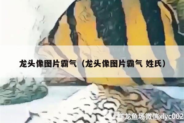 龙头像图片霸气（龙头像图片霸气姓氏） 红魔王银版鱼