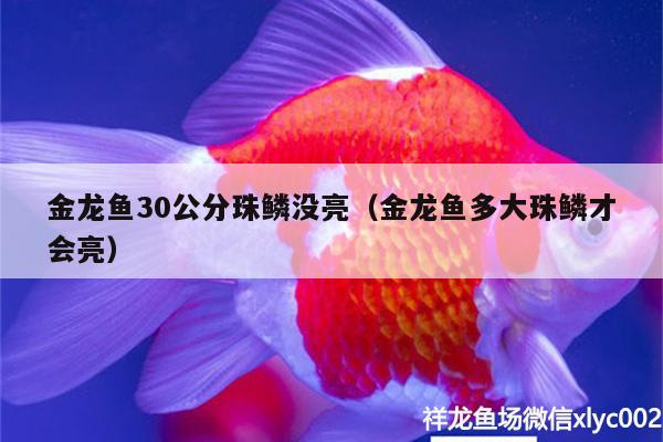 金龙鱼30公分珠鳞没亮（金龙鱼多大珠鳞才会亮） 水族世界