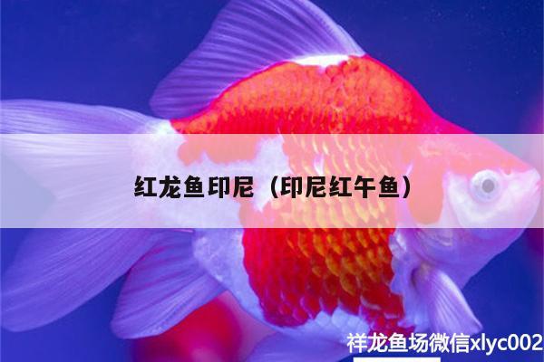 红龙鱼印尼（印尼红午鱼） 球鲨鱼