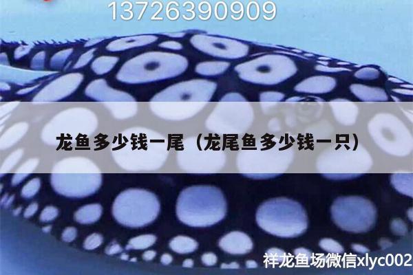 龙鱼多少钱一尾（龙尾鱼多少钱一只） 水族灯（鱼缸灯） 第2张