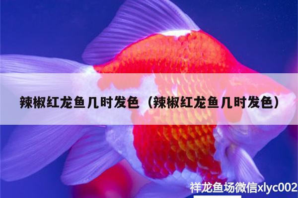 辣椒红龙鱼几时发色（辣椒红龙鱼几时发色）