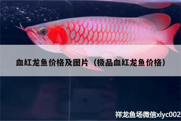 血红龙鱼价格及图片（极品血红龙鱼价格） 狗头鱼