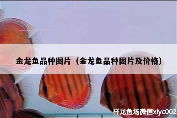 金龙鱼品种图片（金龙鱼品种图片及价格） 祥龙传奇品牌鱼缸