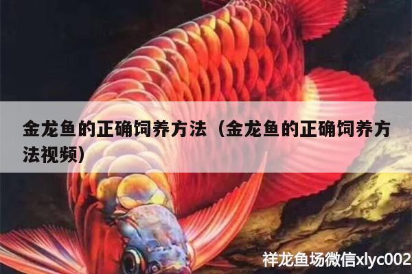 金龙鱼的正确饲养方法（金龙鱼的正确饲养方法视频）