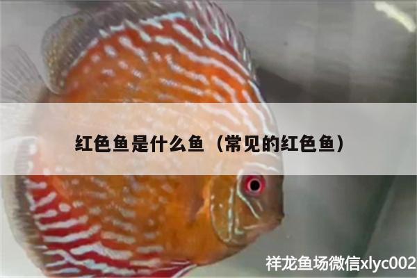 红色鱼是什么鱼（常见的红色鱼） 水族维护服务（上门） 第2张