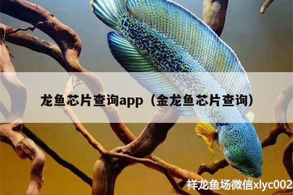 龙鱼芯片查询app（金龙鱼芯片查询） 蓝底过背金龙鱼