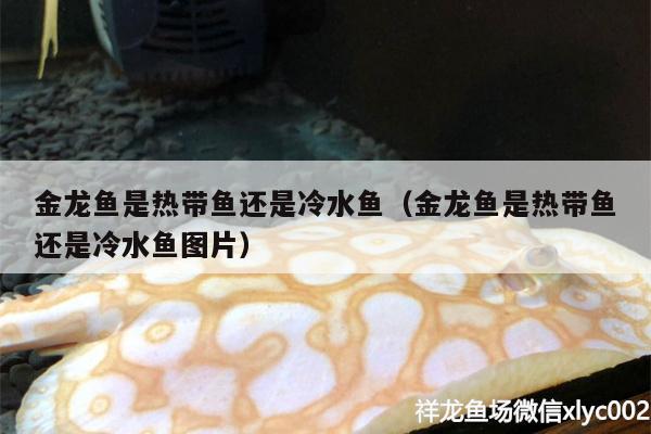 金龙鱼是热带鱼还是冷水鱼（金龙鱼是热带鱼还是冷水鱼图片）