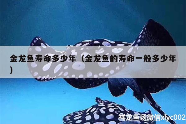 金龙鱼寿命多少年（金龙鱼的寿命一般多少年） 南美异形观赏鱼