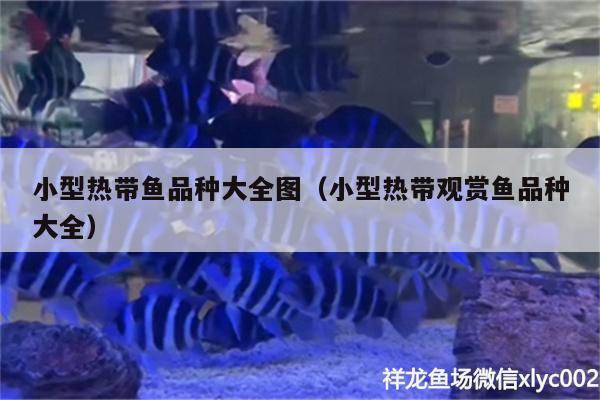 小型热带鱼品种大全图（小型热带观赏鱼品种大全）