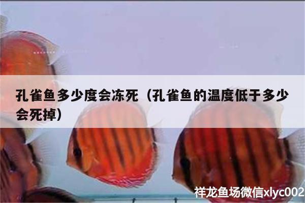 孔雀鱼多少度会冻死（孔雀鱼的温度低于多少会死掉） 祥龙传奇品牌鱼缸