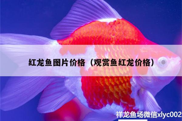 红龙鱼图片价格（观赏鱼红龙价格） 虎鱼百科