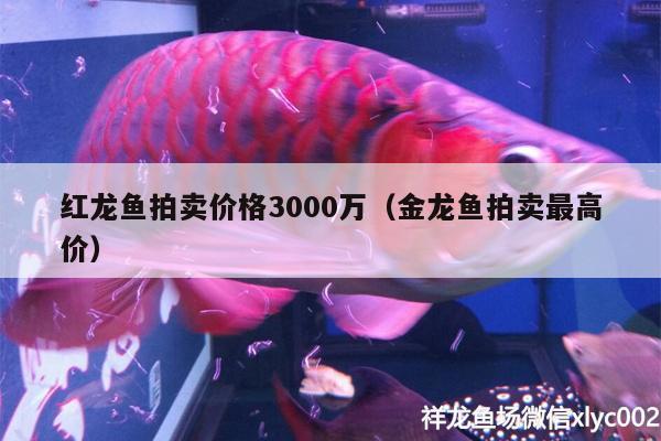 红龙鱼拍卖价格3000万（金龙鱼拍卖最高价） 龙鱼批发