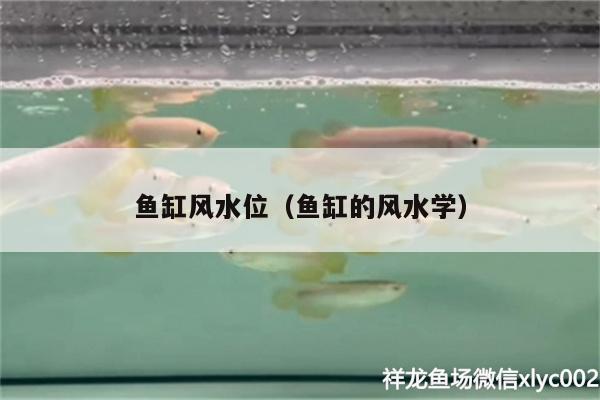 鱼缸风水位（鱼缸的风水学）