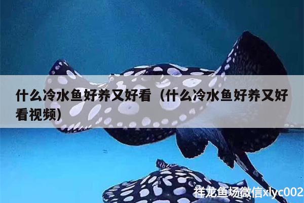 什么冷水鱼好养又好看（什么冷水鱼好养又好看视频）