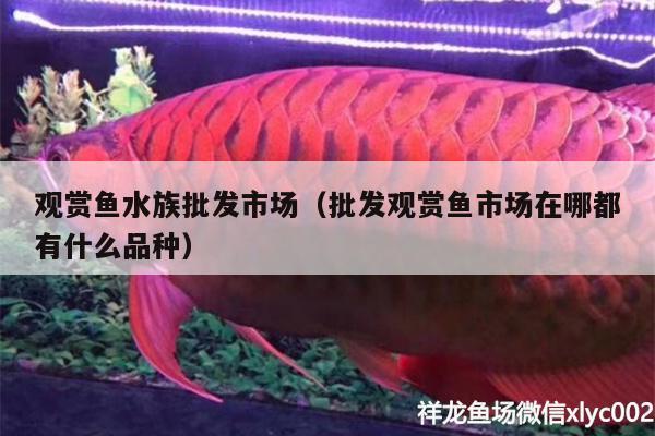 观赏鱼水族批发市场（批发观赏鱼市场在哪都有什么品种）